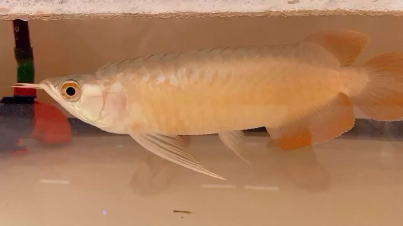 雞西水族館腸炎小魚(yú)能否救活