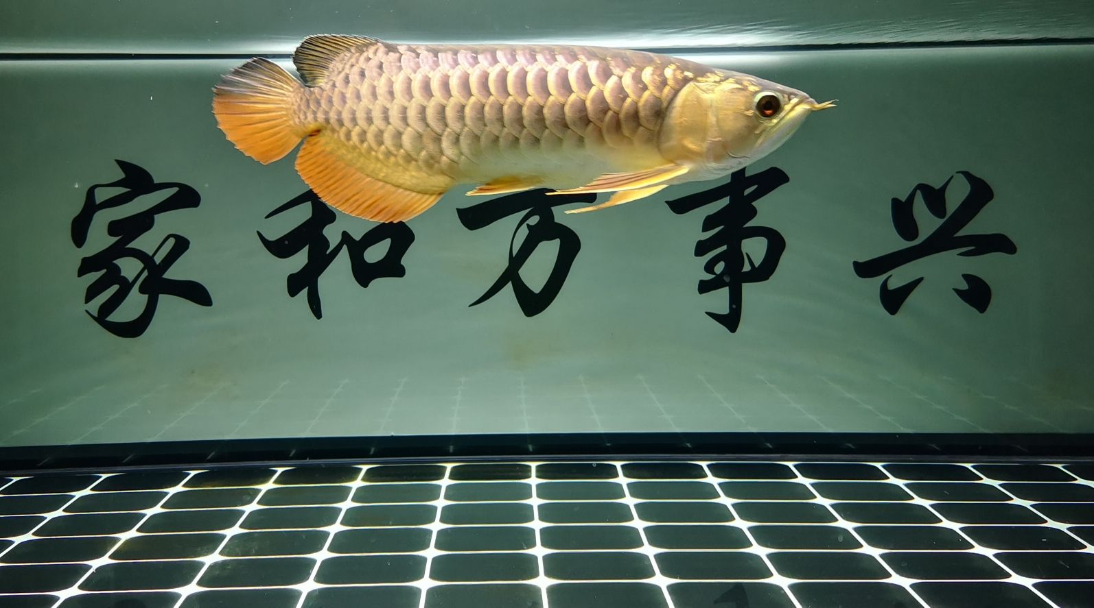 買(mǎi)到品質(zhì)不過(guò)關(guān)的魚(yú)開(kāi)始退5排了 水族世界 第1張