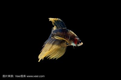 金龍魚動態(tài)壁紙（金龍魚動態(tài)壁紙是一種可以讓您的手機或電腦更加生動有趣的軟件）