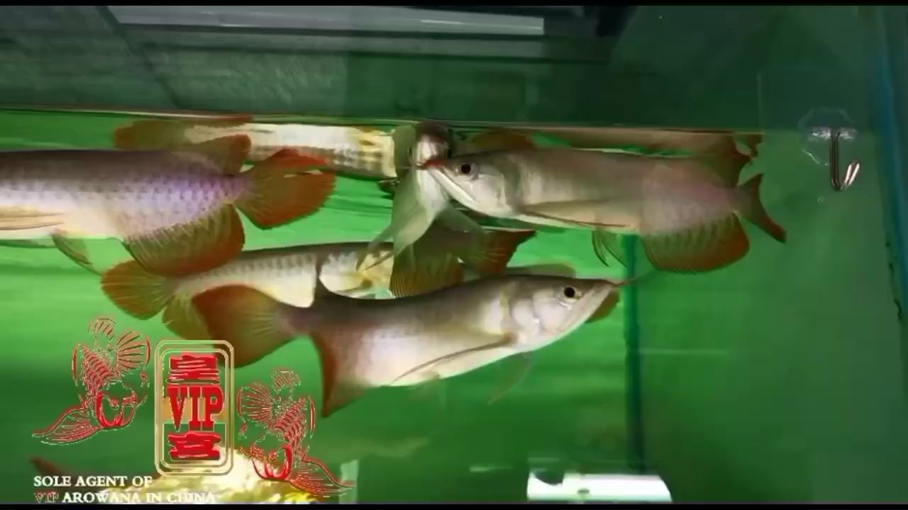 錦州觀賞魚市場(chǎng)皇宮VIP小紅龍 觀賞魚市場(chǎng)（混養(yǎng)魚） 第2張