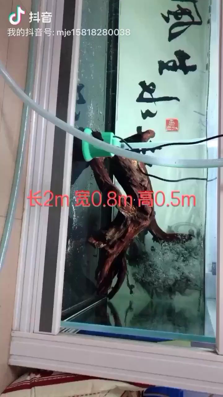 這個尺寸養(yǎng)什么魚呢？