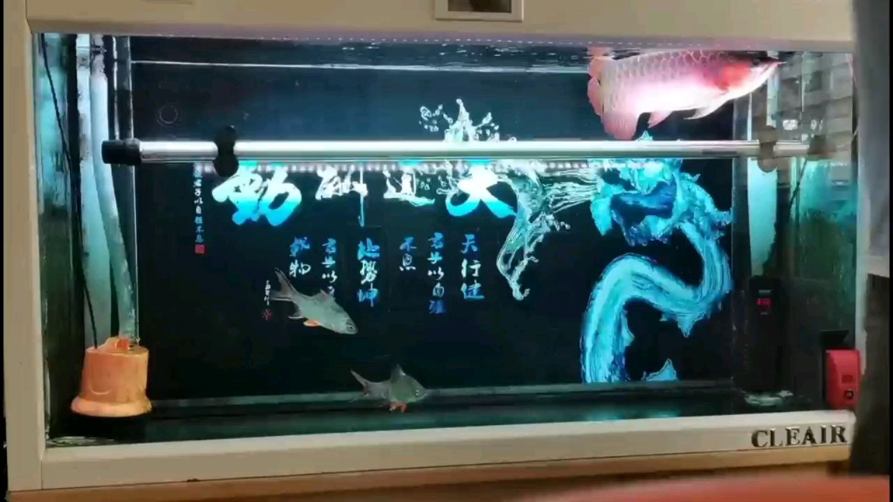 深圳觀賞魚市場喂魚時光