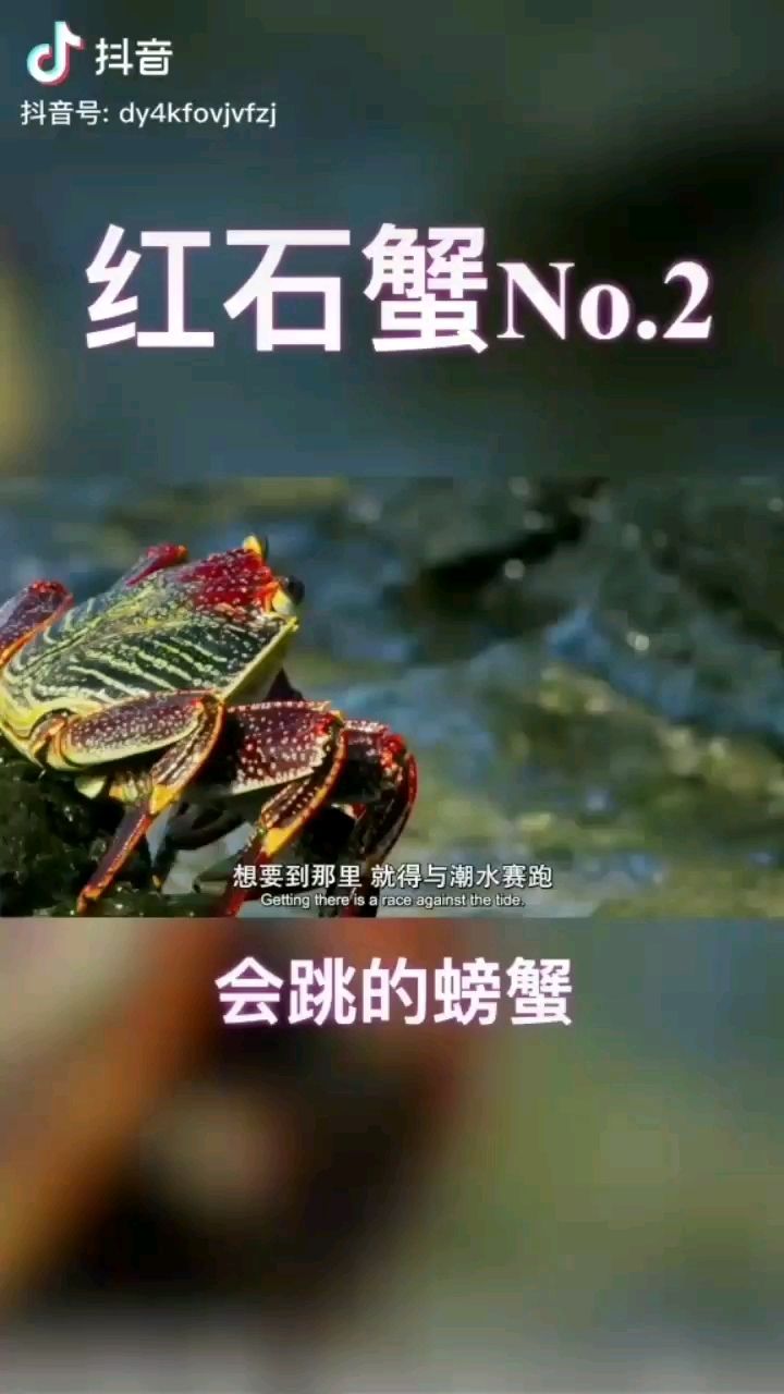 銅仁觀賞魚市場紅石蟹