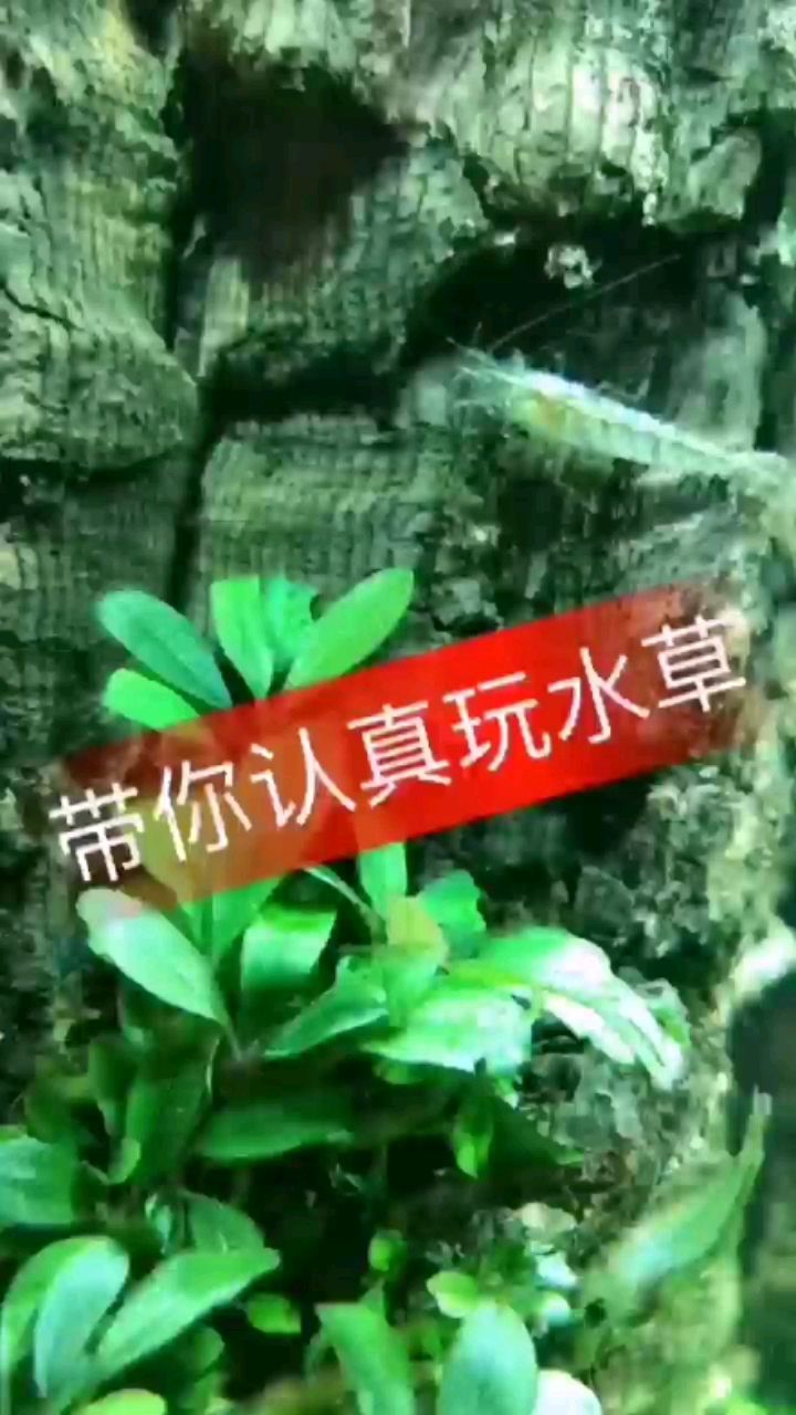 忻州觀賞魚市場好看的一抹綠