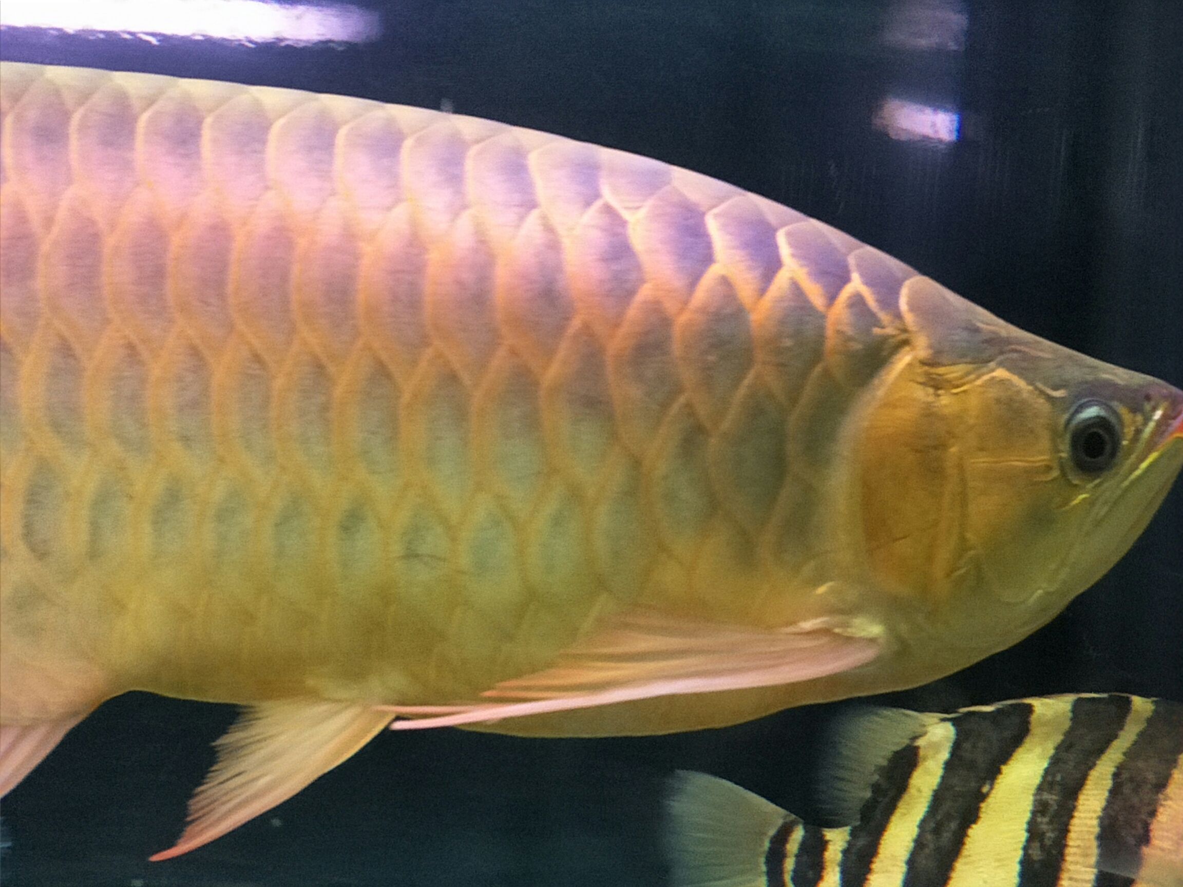 白城水族館如一縷陽(yáng)光般絢爛