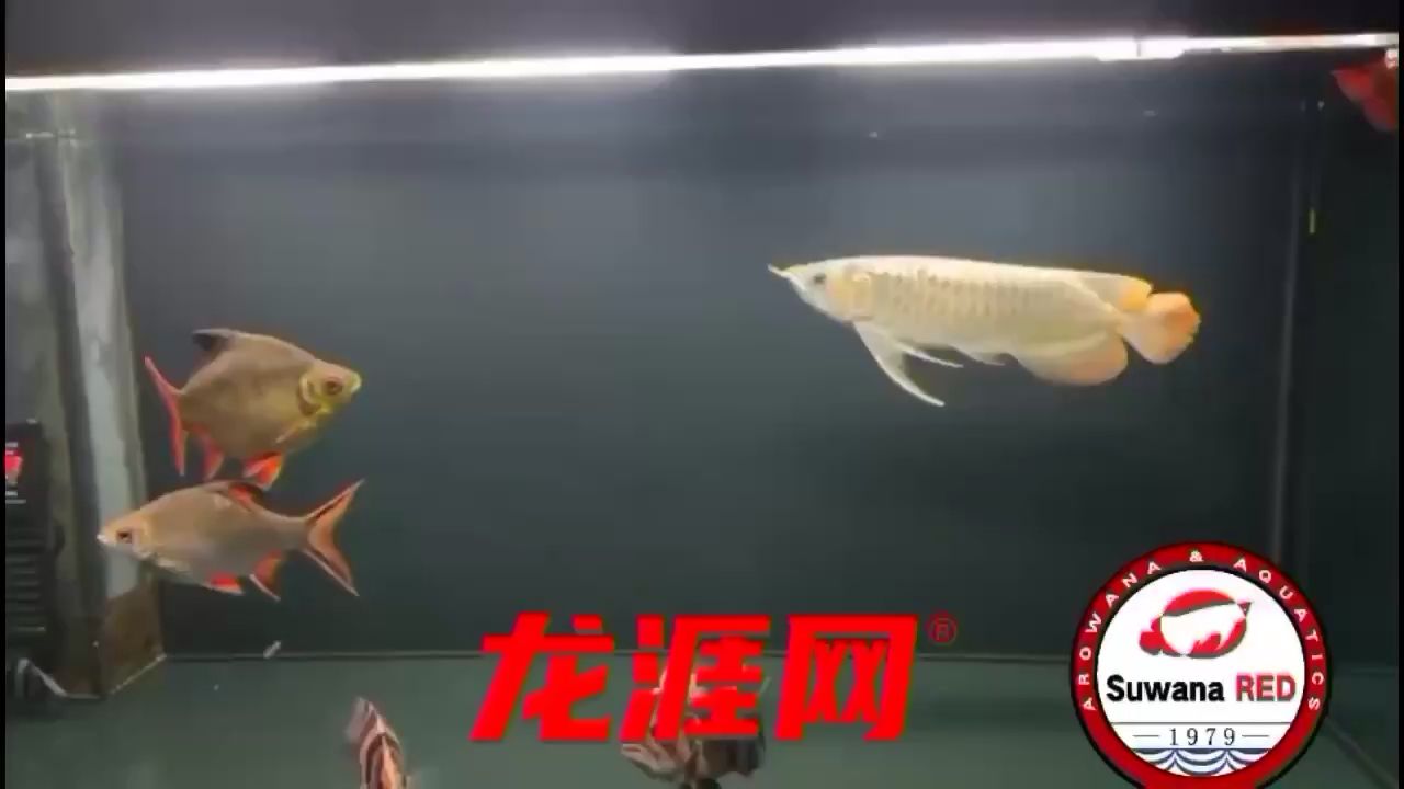 襄樊觀賞魚市場入缸反饋 觀賞魚市場（混養(yǎng)魚） 第2張