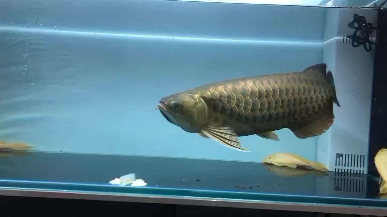 臨滄水族館鯊魚嘴金龍