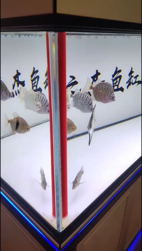 魚(yú)兒快快長(zhǎng)大