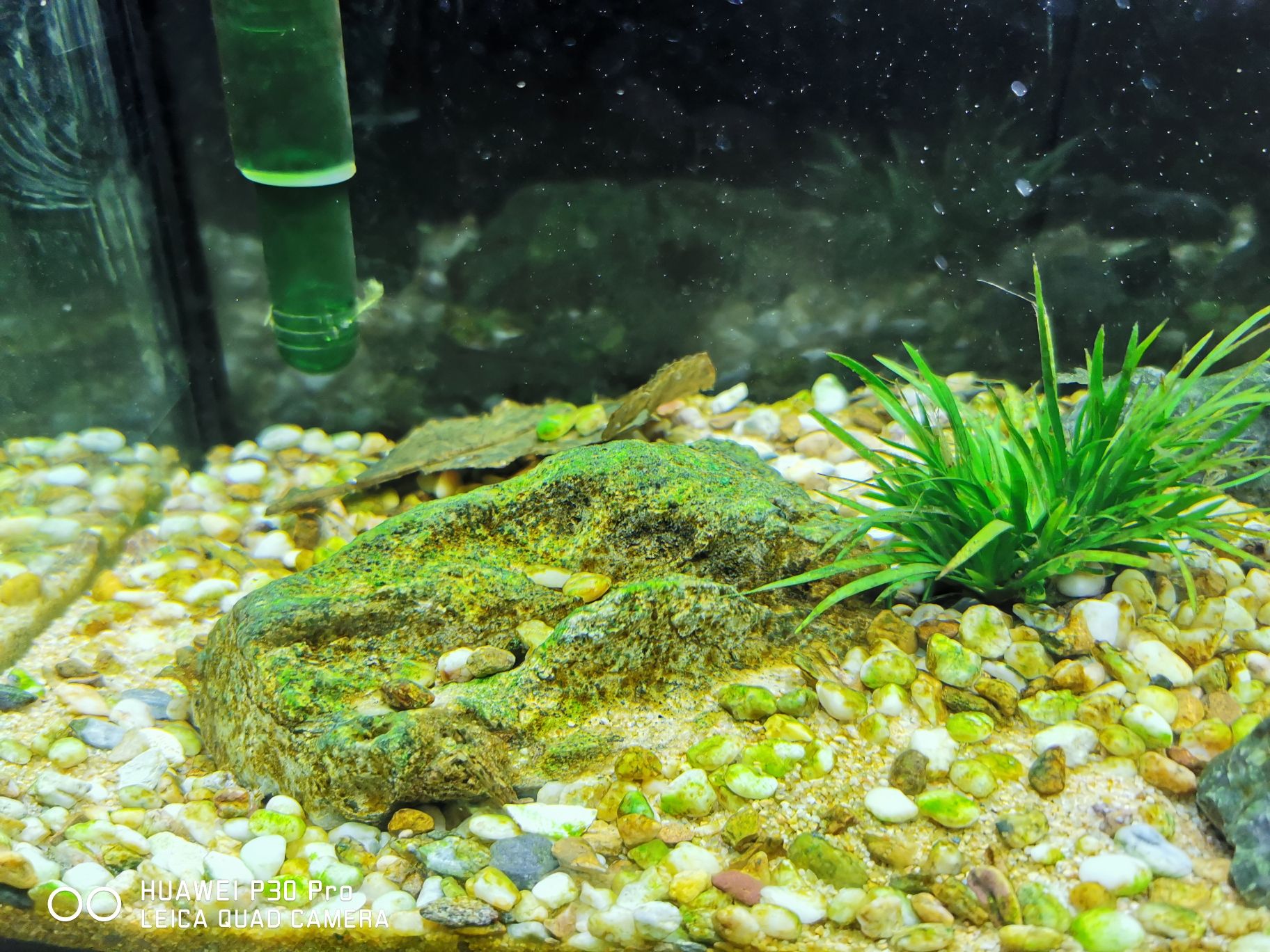 內(nèi)江水族館終于有綠藻