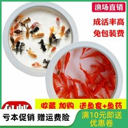 錦鯉混養(yǎng)白鰱