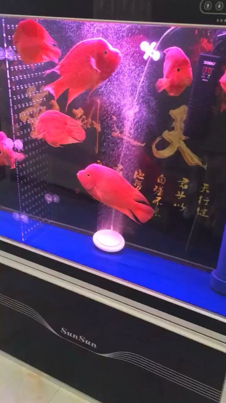 大神幫我看看鸚鵡魚圈