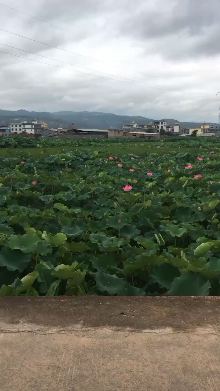 老家屋后隨拍