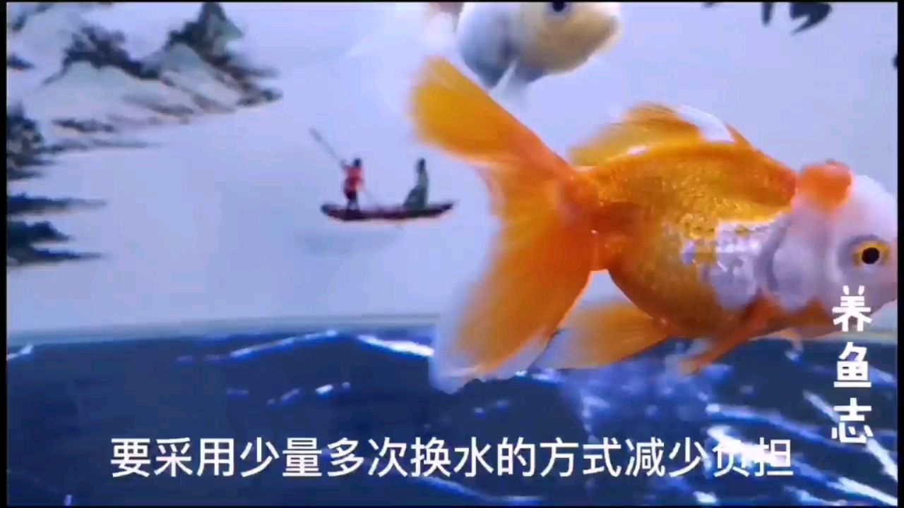 開缸養(yǎng)魚之主魚入缸