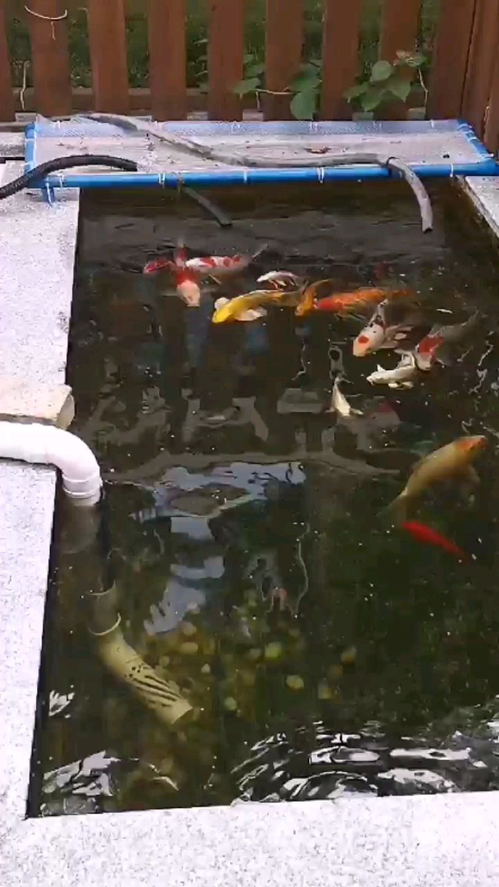 哈爾濱水族館兩發(fā) 豹紋夫魚苗 第2張