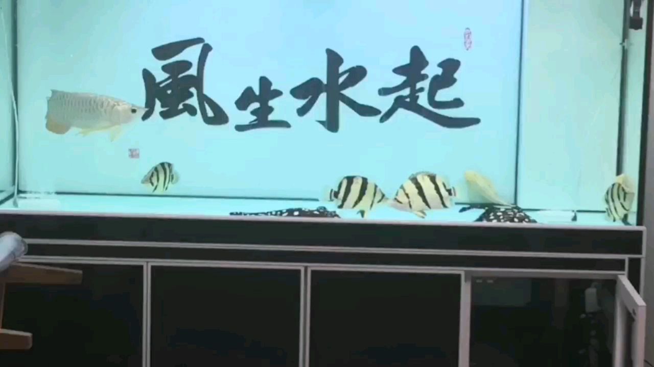 麗水水族館喜歡你們自由自在的生活 廣州龍魚(yú)批發(fā)市場(chǎng) 第2張