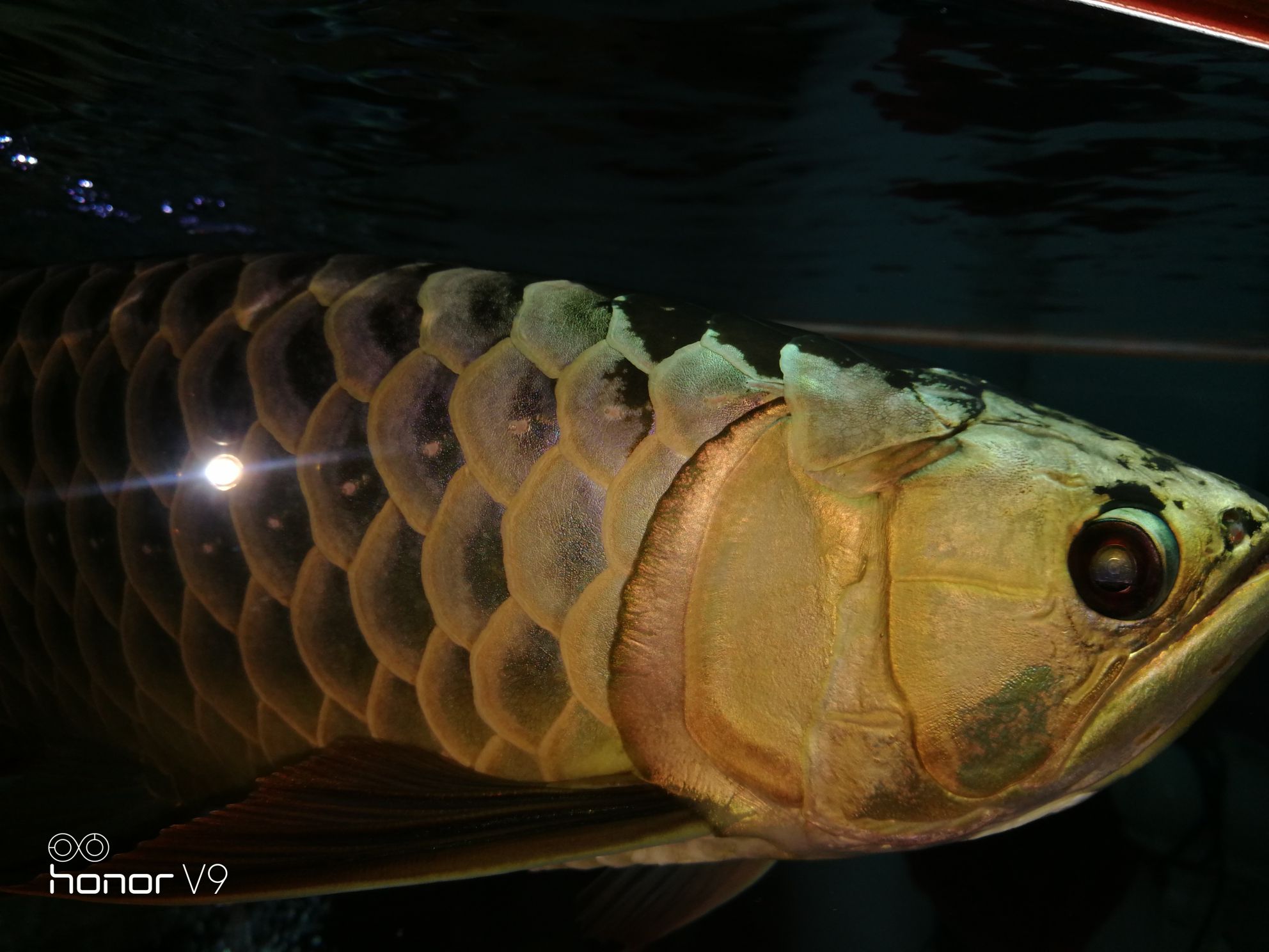 各位魚(yú)友想混養(yǎng)求鑒定是公是母謝謝 虎魚(yú)百科 第1張