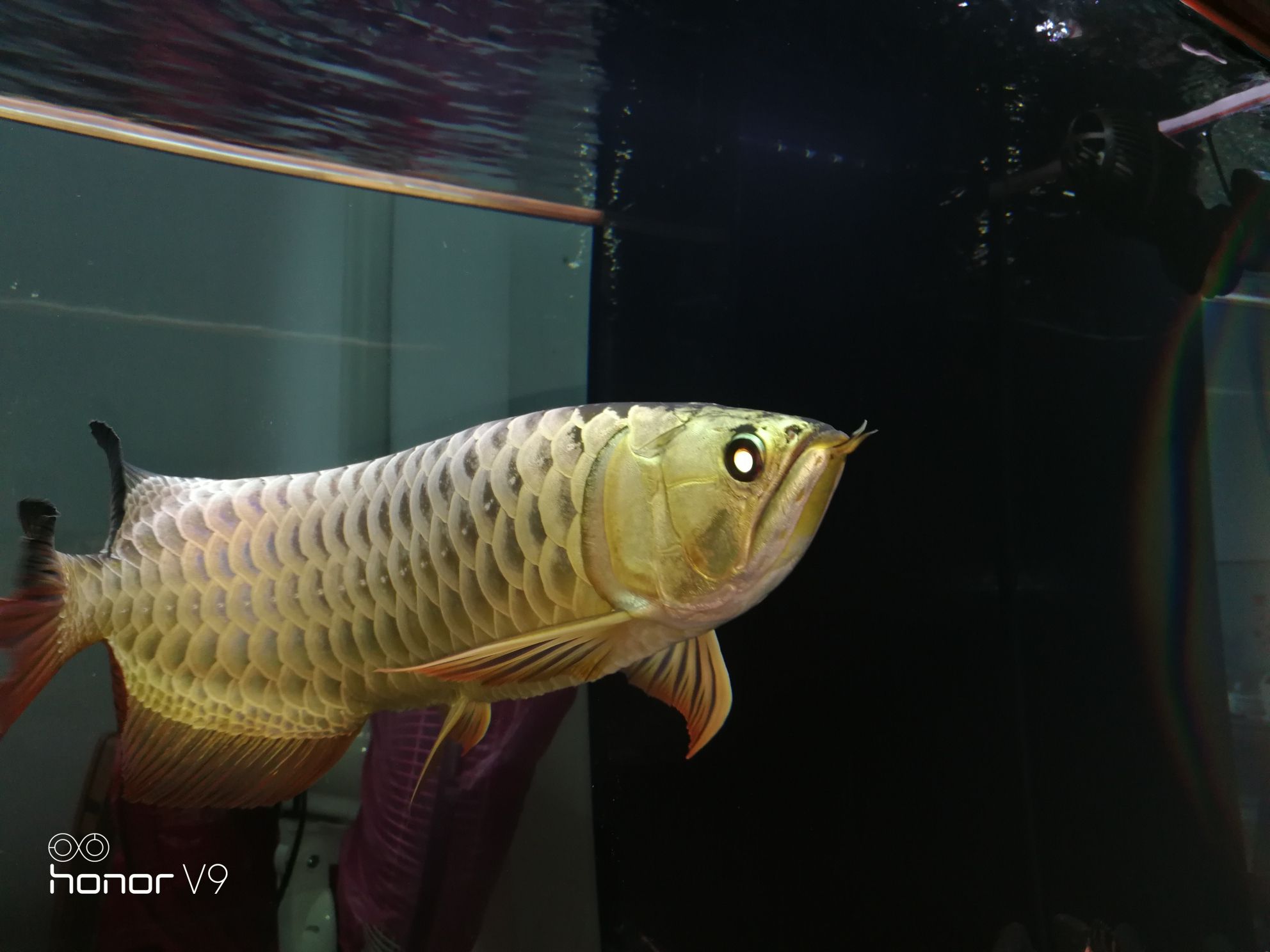 各位魚(yú)友想混養(yǎng)求鑒定是公是母謝謝 虎魚(yú)百科 第3張