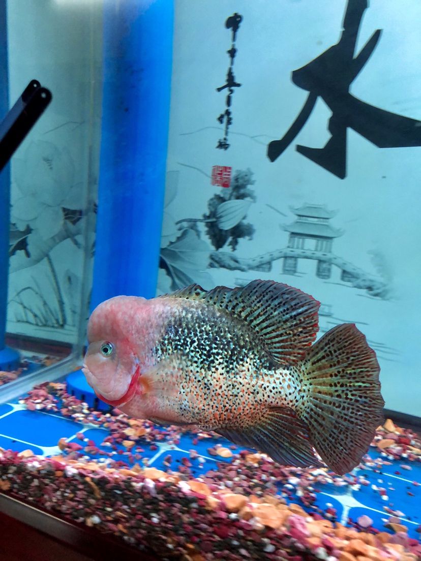 龍鱗古典 伊巴卡魚 第2張