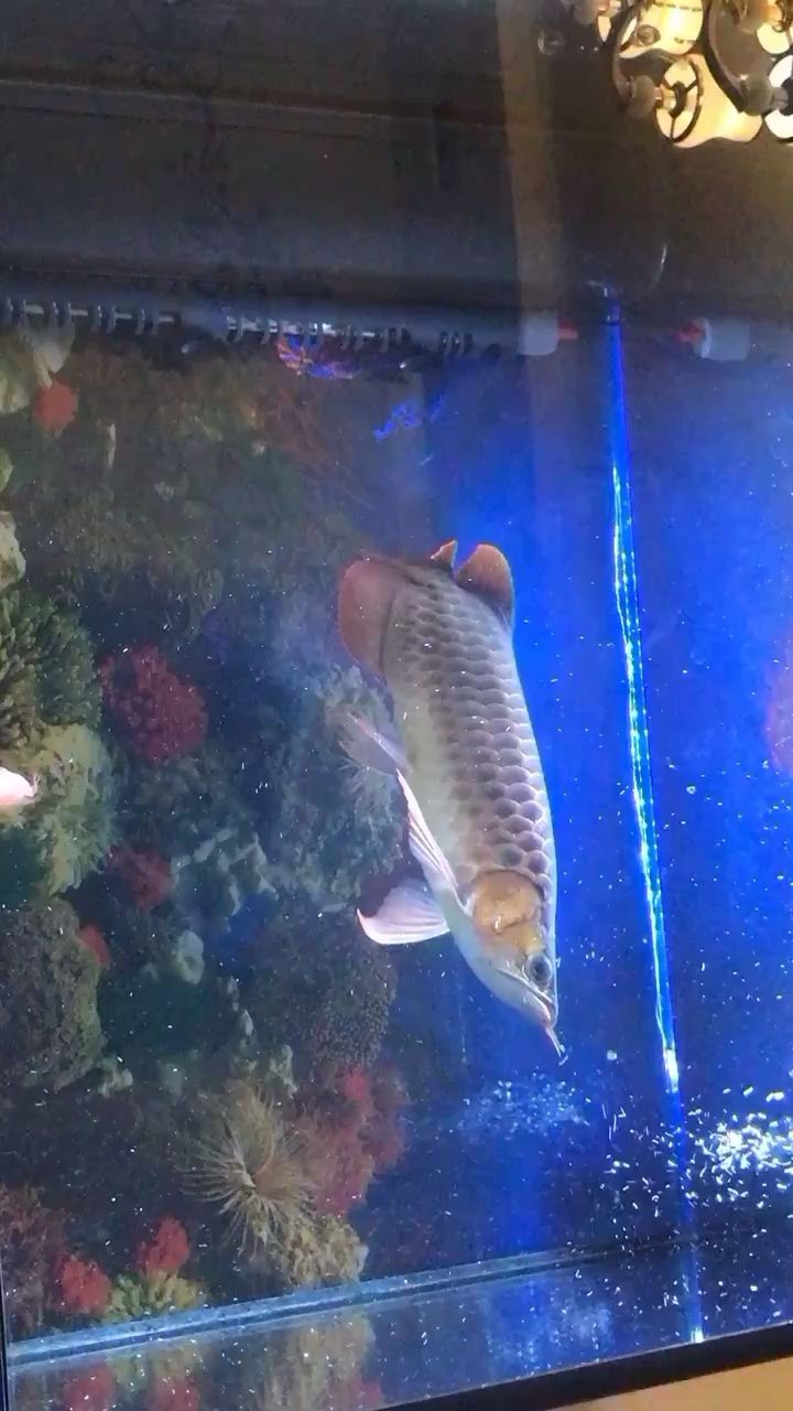 西寧水族館陪伴的日子 伊巴卡魚