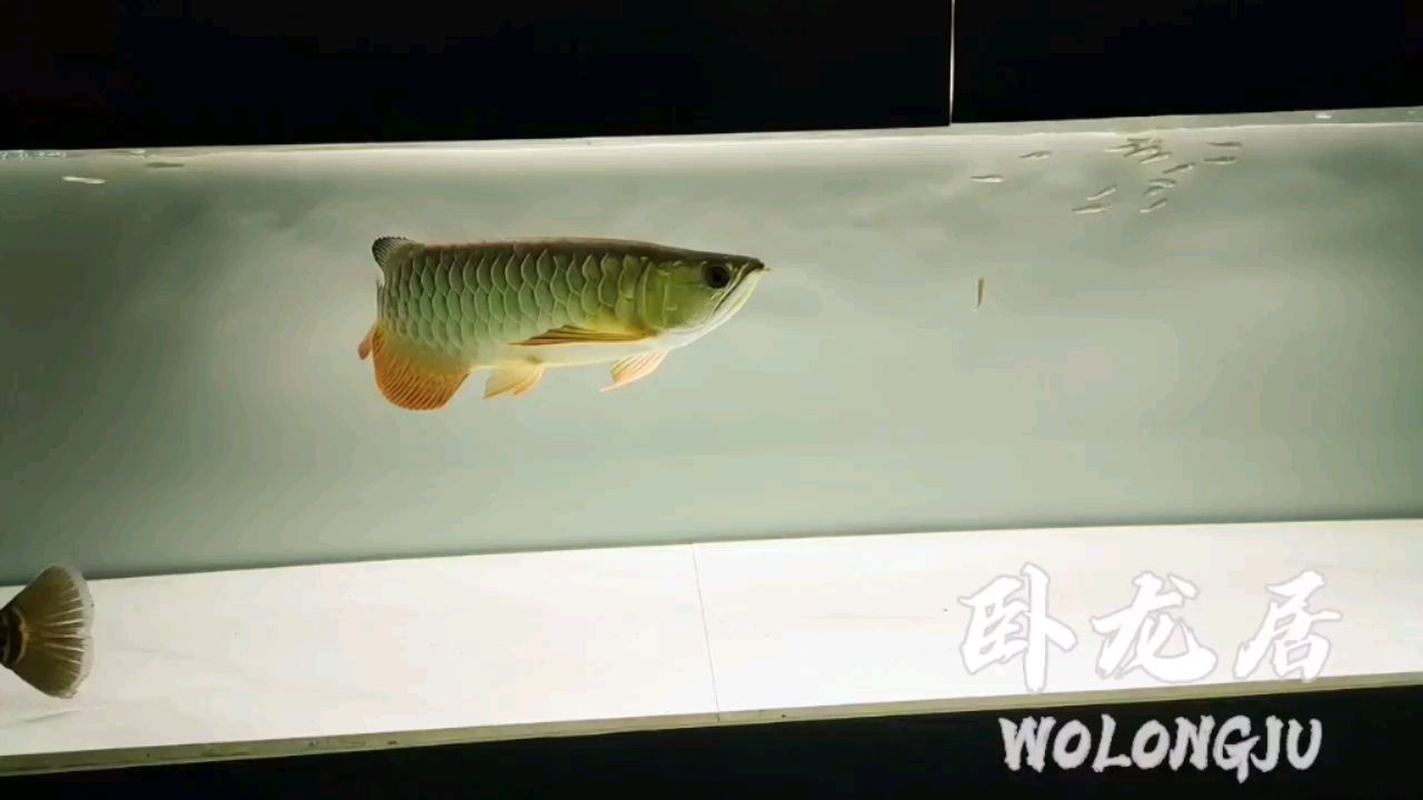 濟(jì)南水族館這環(huán)境能爬背不？