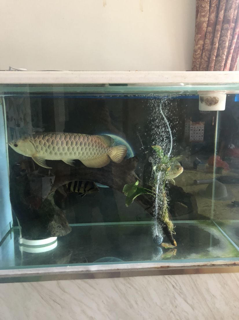 隴南水族館喂魚嘍 赤荔鳳冠魚 第1張