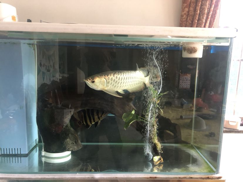 隴南水族館喂魚嘍 赤荔鳳冠魚 第2張