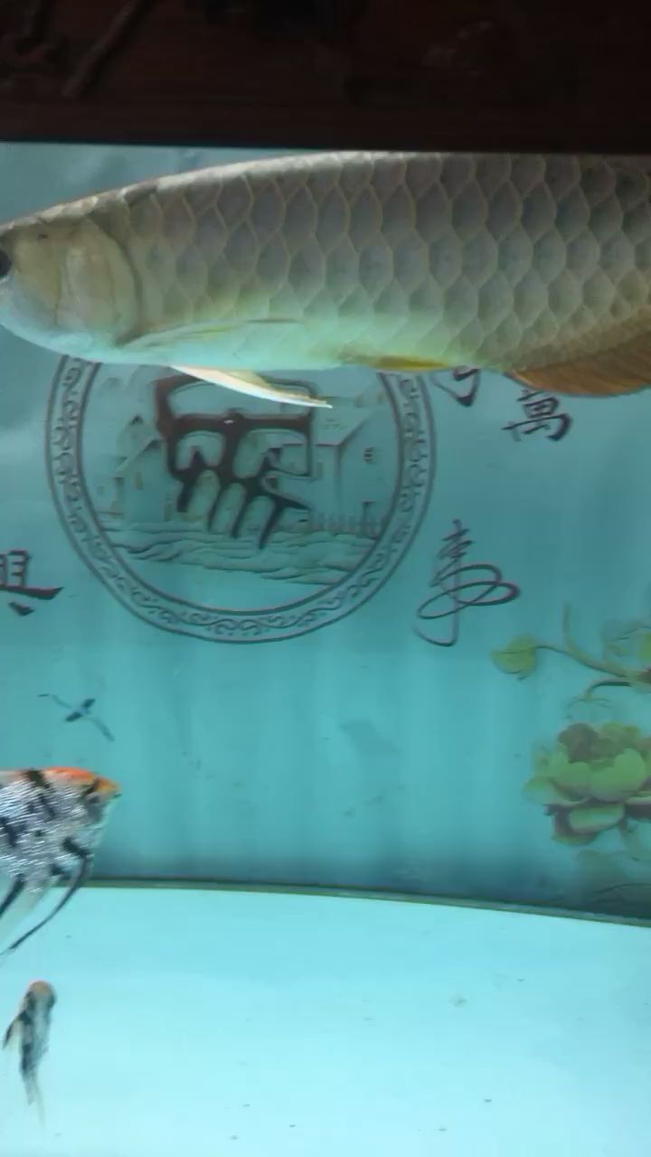 下班看魚