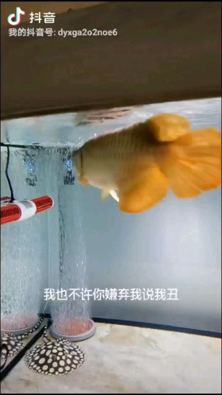 打卡小二 朱巴利魚