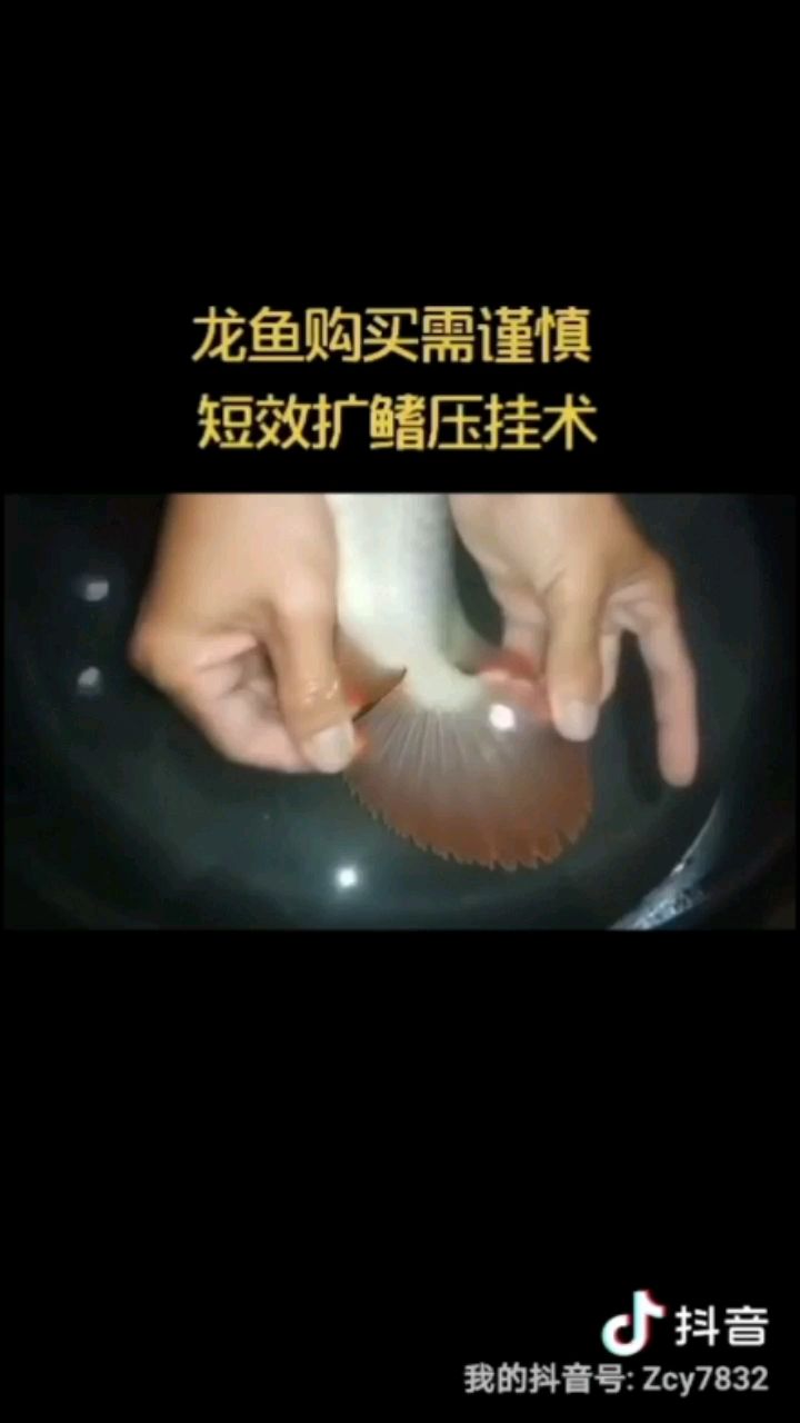 寧德觀賞魚市場(chǎng)龍魚擴(kuò)鰭壓掛整容術(shù)①