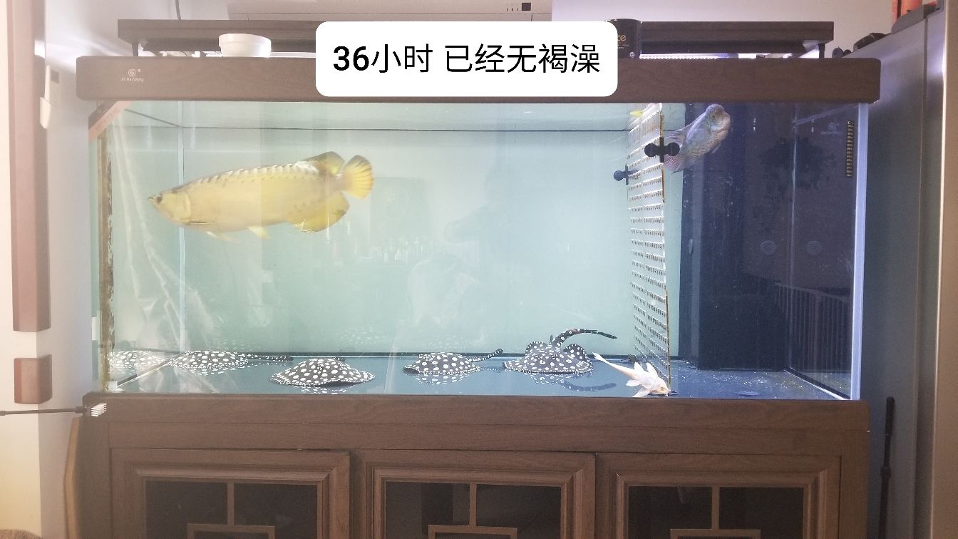 說說女王的作用與功勞 和尚魚 第4張