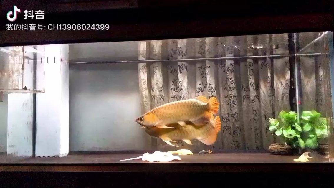 龍之舞系列之四 黃鰭鯧魚 第2張