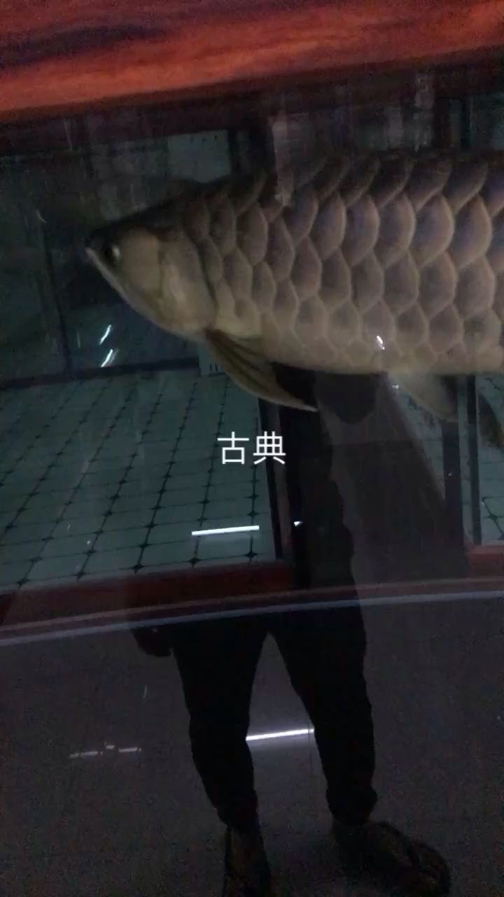 珠海觀賞魚市場金龍魚