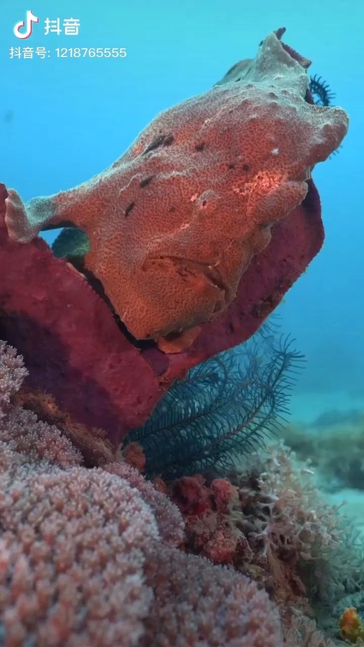 瀘州觀賞魚市場別騷擾我睡覺呢