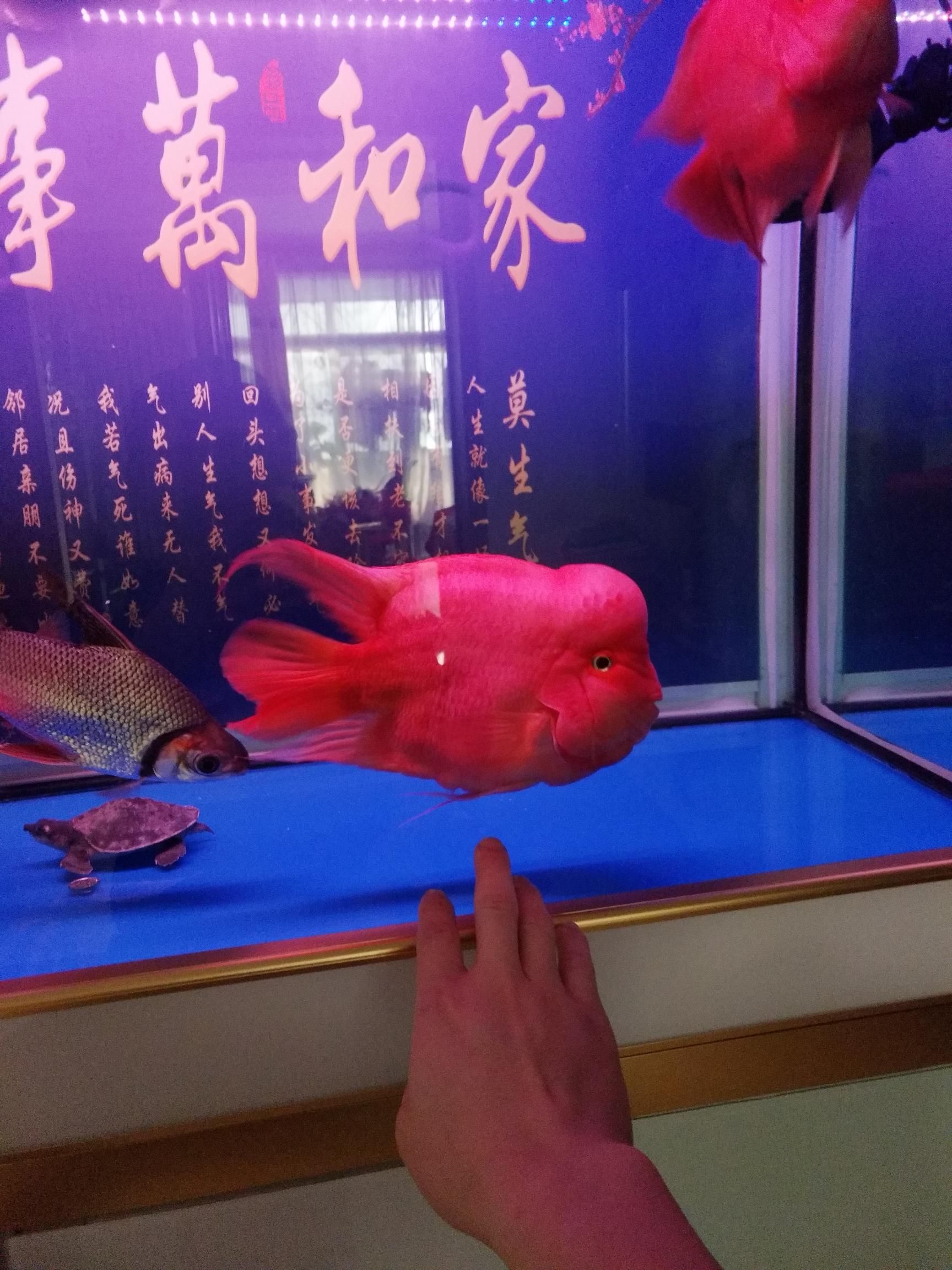 楚雄彝族自治州觀賞魚市場周一簽到 觀賞魚市場（混養(yǎng)魚） 第1張