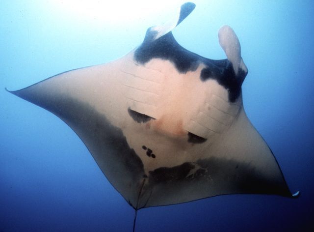 銅仁水族館雙吻前口蝠鲼