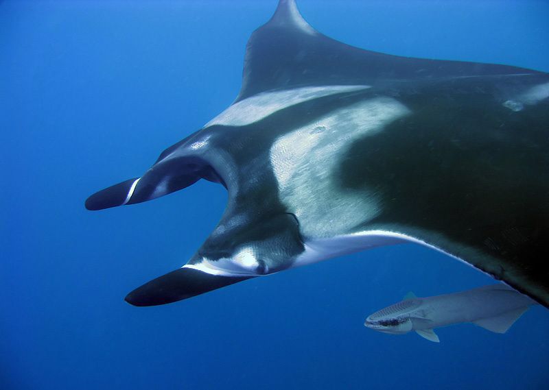 銅仁水族館雙吻前口蝠鲼 溫控設備 第4張