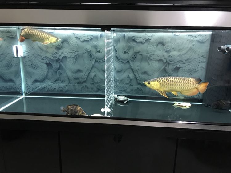 梅州水族館新手養(yǎng)魚大家給點意見唄