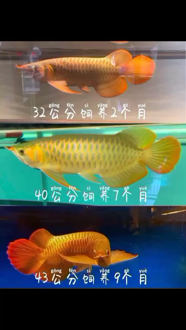 紹興水族館龍皇匯飼養(yǎng)九個(gè)月的飼養(yǎng)全過程 月光鴨嘴魚苗 第2張