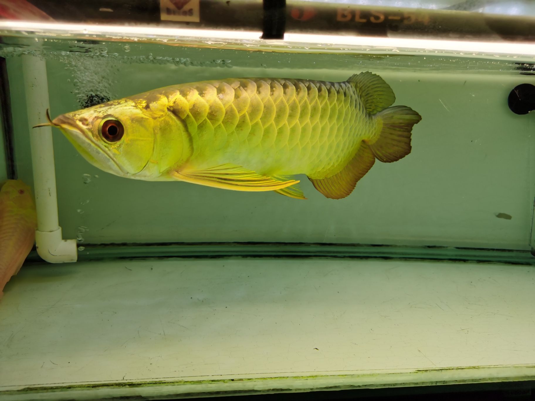 安慶水族館準備吃飯去