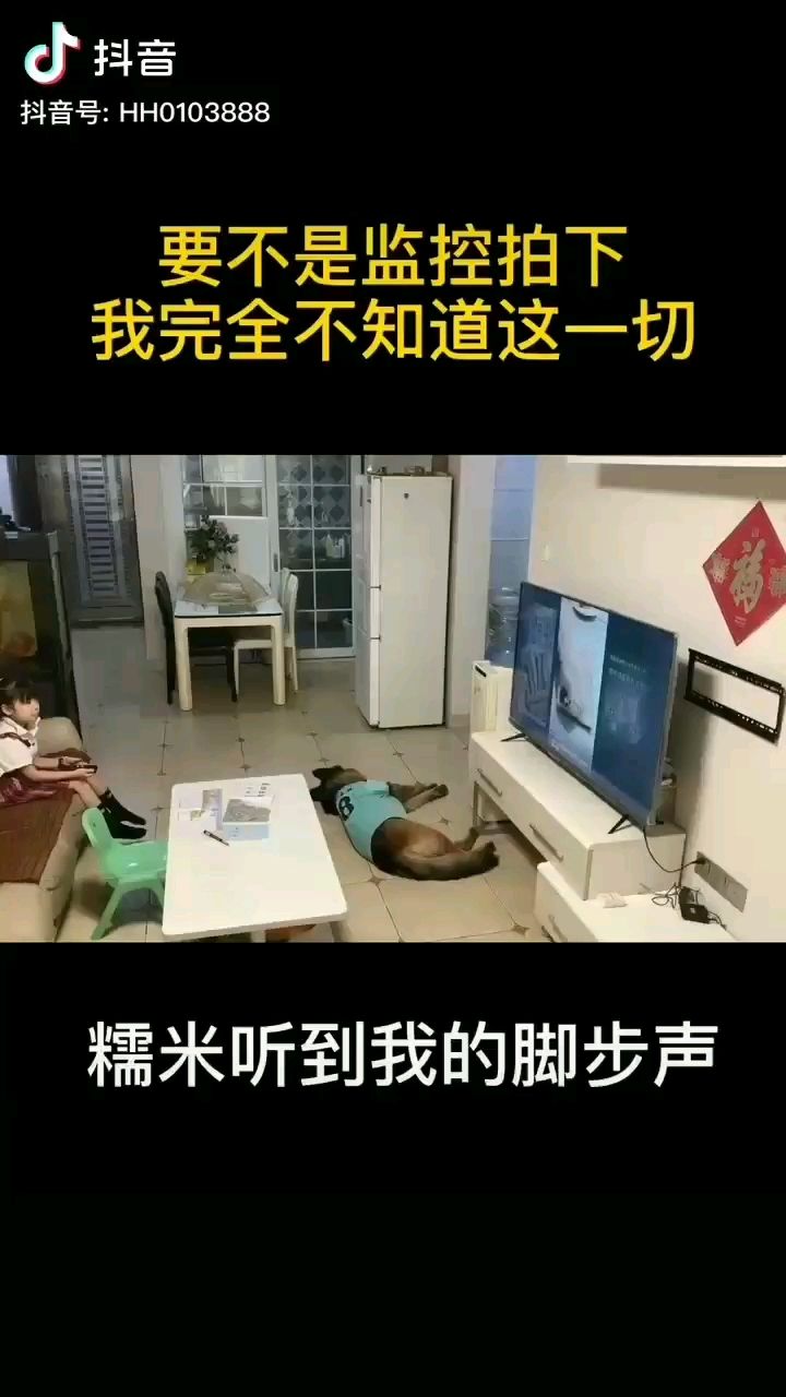 臨潼觀賞魚市場這個守護(hù)者他是真靠譜