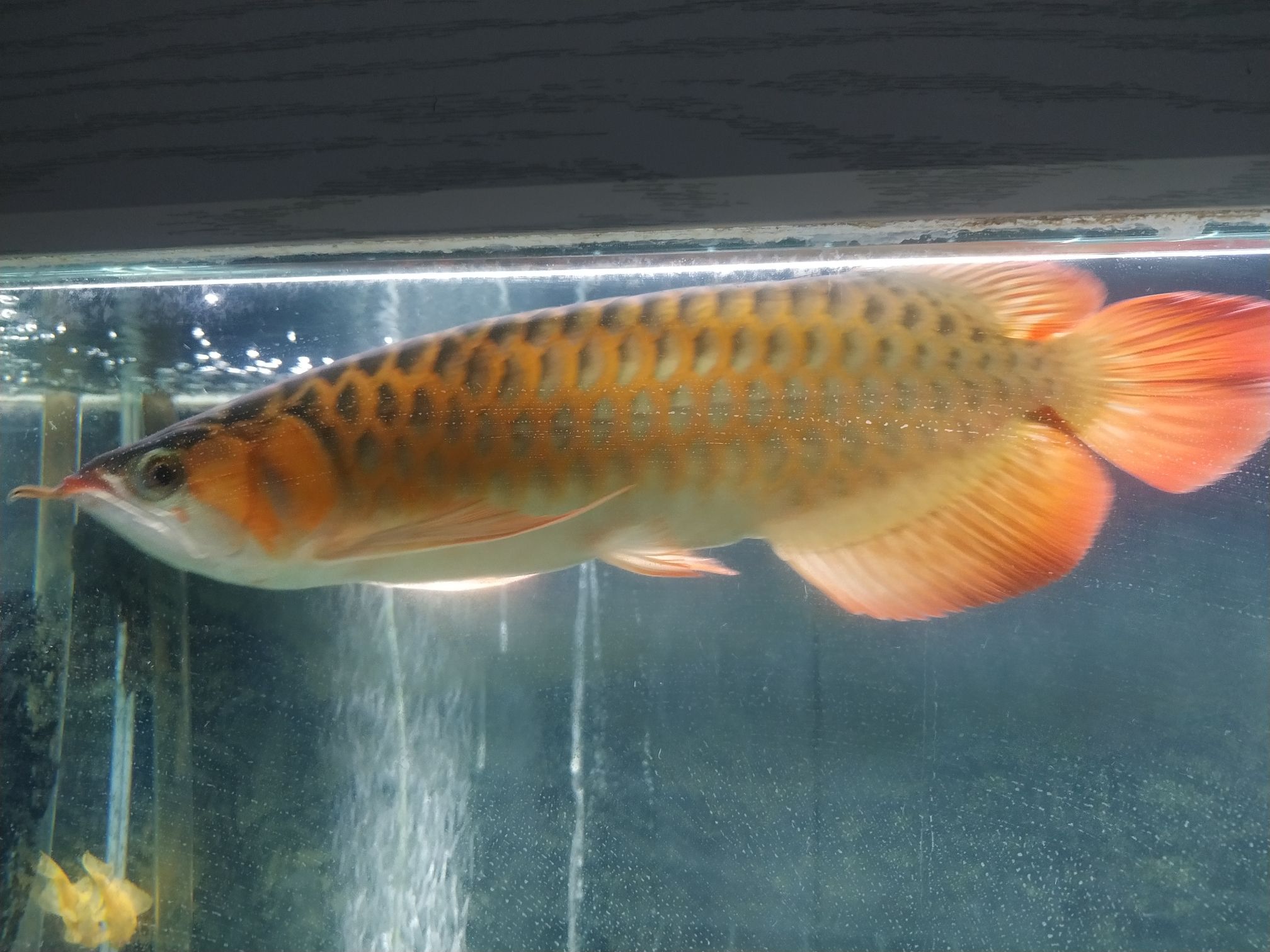 大家看看這魚(yú)能紅嗎？還有尾部是馬蹄印嗎？ 紅老虎魚(yú) 第2張