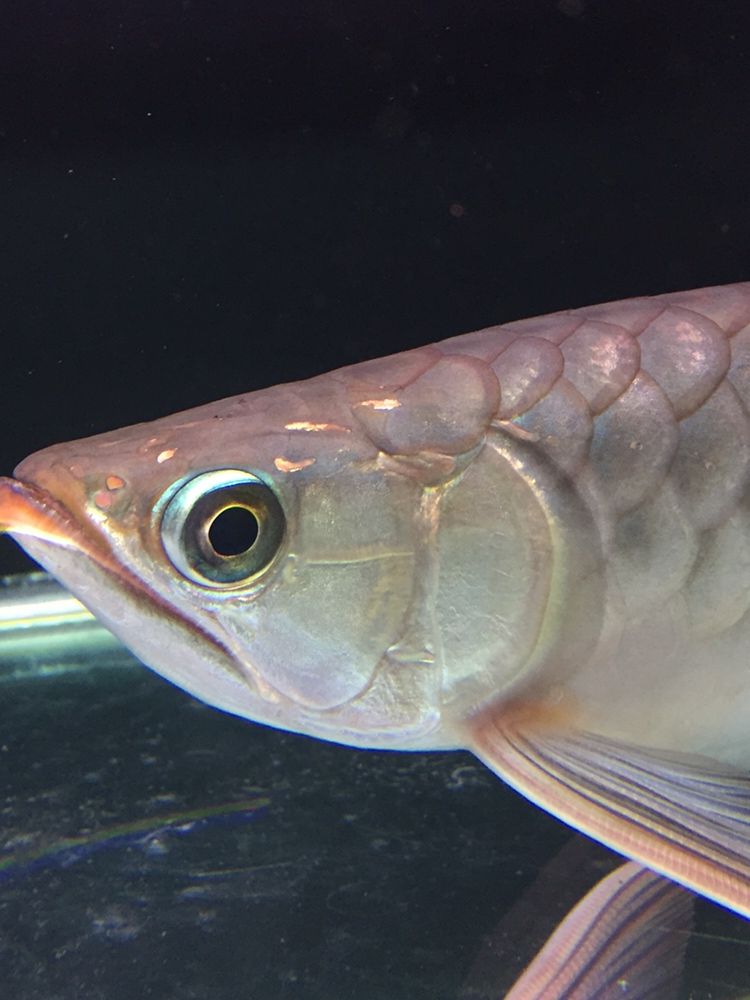 北京水族館天天給你吃新鮮河蝦都不發(fā)色