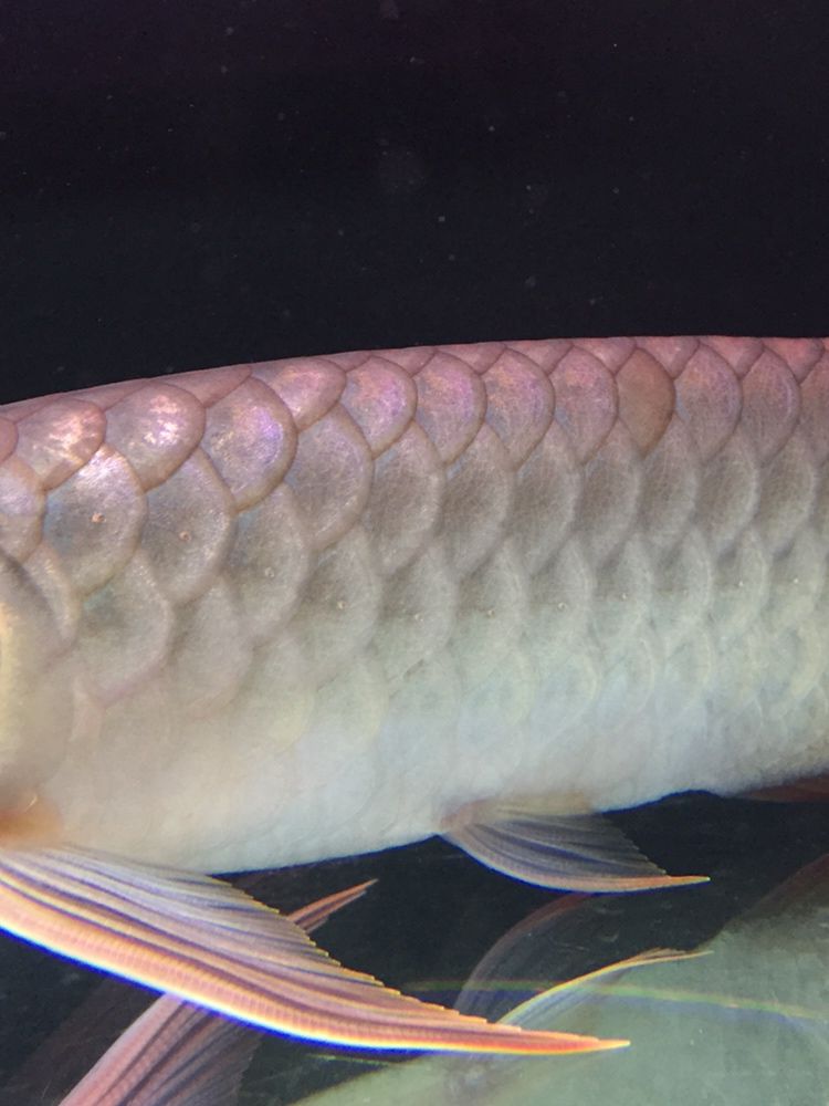 北京水族館天天給你吃新鮮河蝦都不發(fā)色