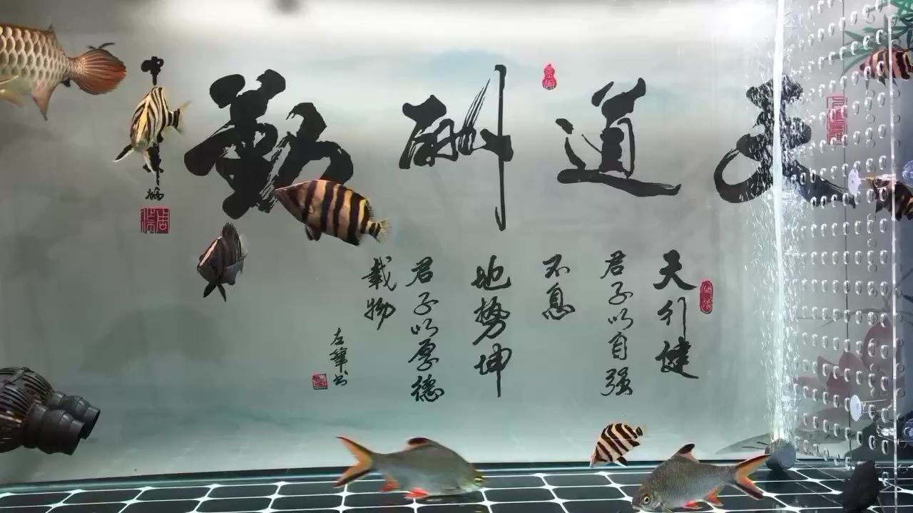 真拿它沒辦法 鸚鵡魚 第2張