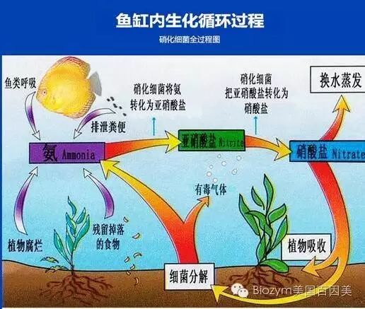 了解硝化細菌的誤區(qū)嗎？