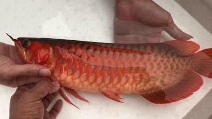 紅龍魚福龍王（紅龍魚福龍王市場價(jià)格走勢）