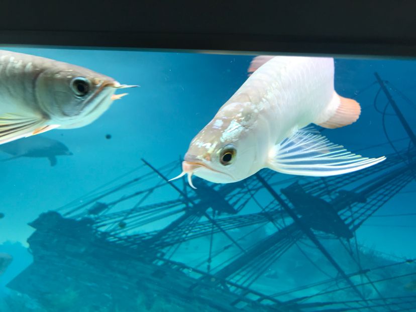 請教各位幫忙看看這是B過還是過背 黑白雙星魚 第7張