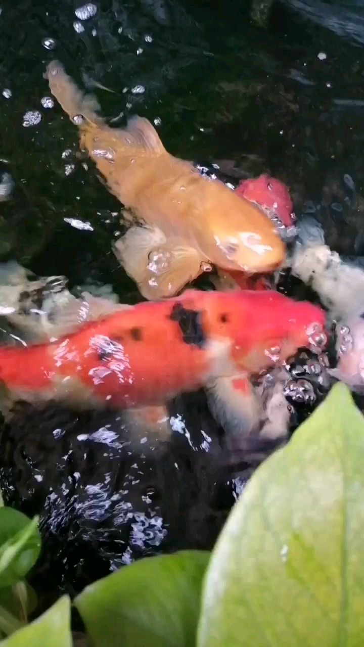 岳陽觀賞魚市場秋膘