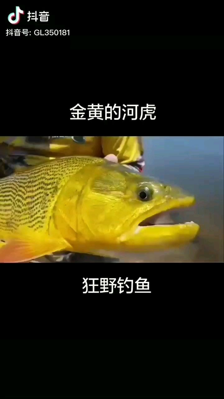 近距離觀賞 虎魚魚苗 第3張