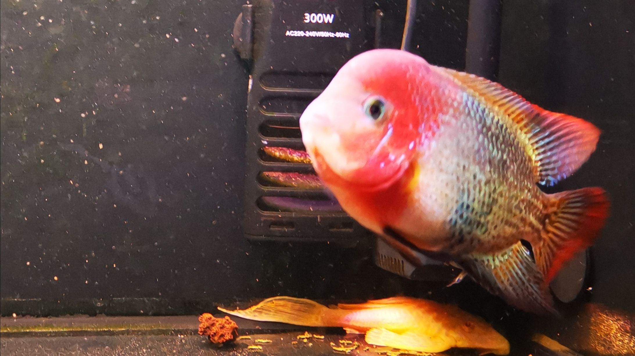 日照水族館瘋長